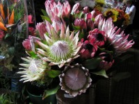 /album/fotogalerie-6-den/funchal-trznice-2-jpg2/